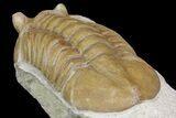 Asaphus Ornatus Trilobite - Russia #165441-4
